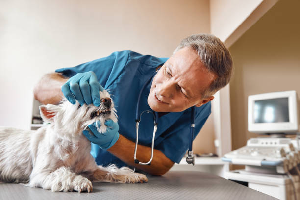 Best Weekend Emergency Dentist in Shenorock, NY